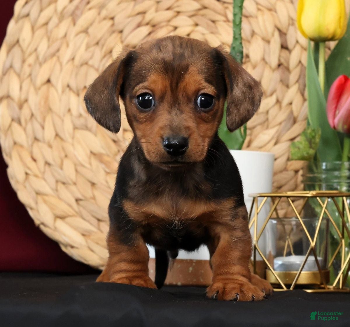 Miniature Dachshund dogs Neil Special Needs - Ad 1