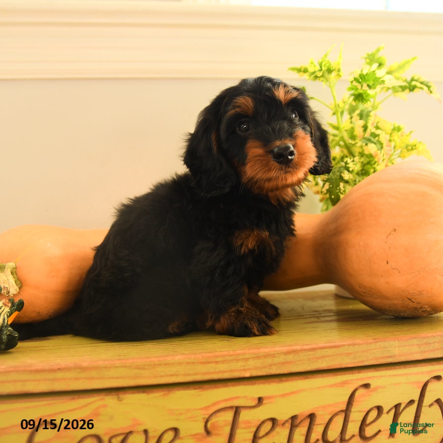 Doxiepoo dogs for sale: Handsome - Ad 3