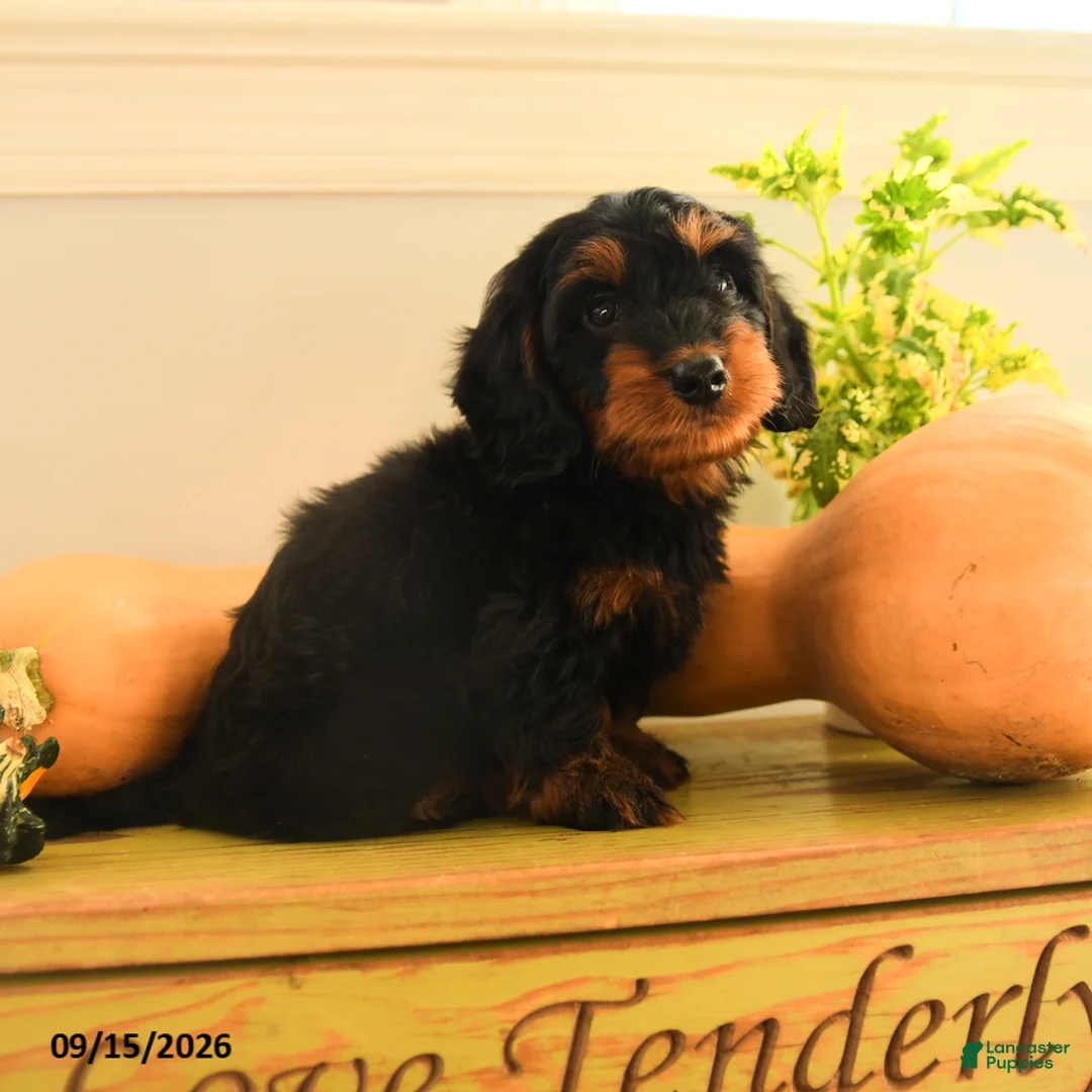Doxiepoo dogs for sale: Handsome - Ad 1