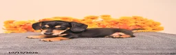 Miniature Dachshund dogs for sale: Rigg - Ad 4