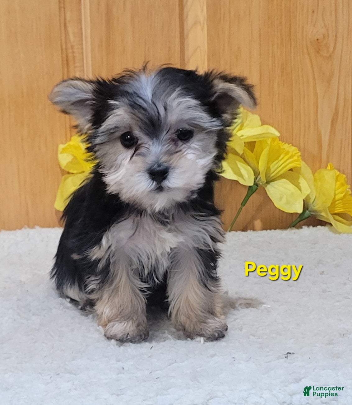 Morkie dogs Peggy - Ad 2