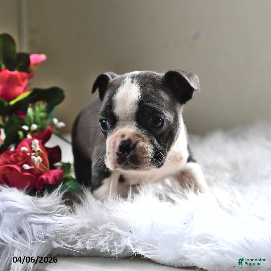 Boston Terrier dogs Pepper - Ad 1