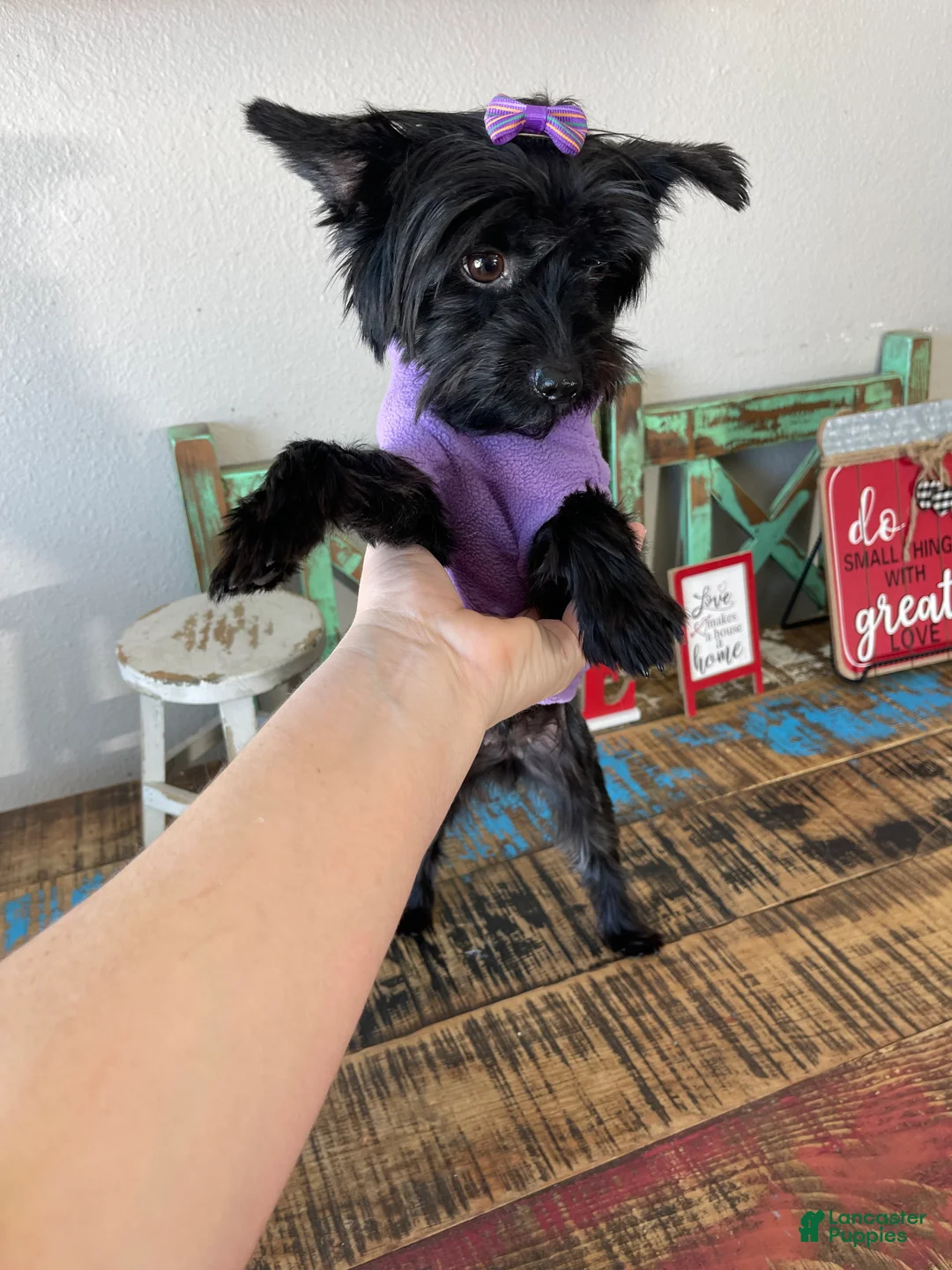 Yorkshire Terrier dogs for sale: KB Black Mia 5 pounds  - Ad 11