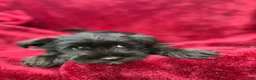 Miniature Schnauzer dogs for sale: Miniature Schnauzer 1 - Ad 3