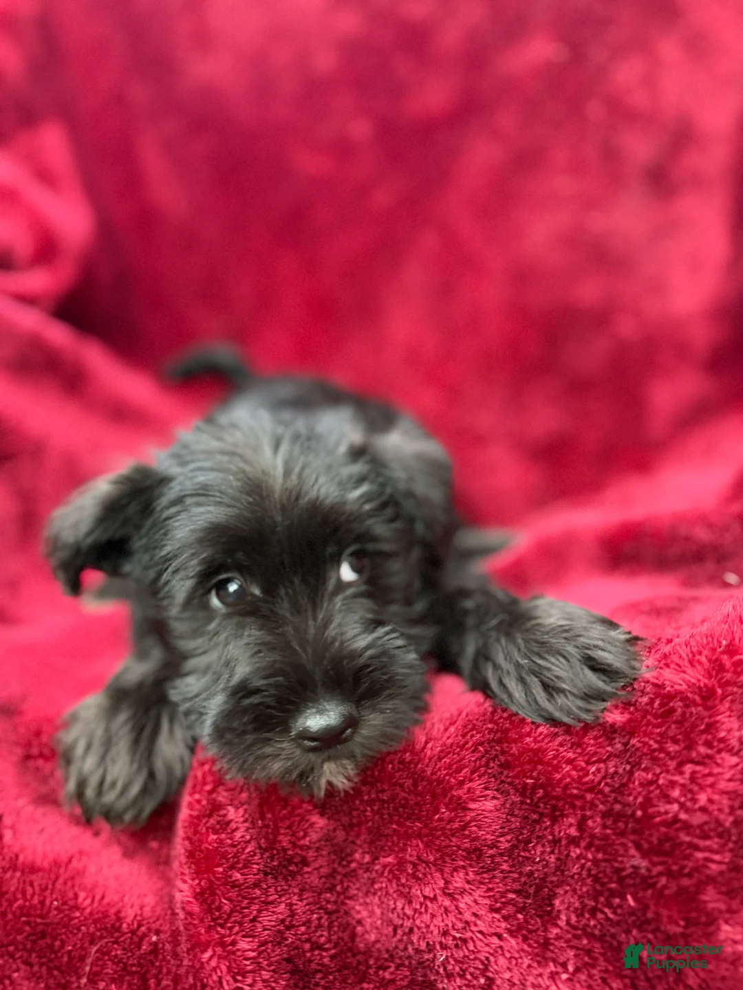 Miniature Schnauzer dogs for sale: Miniature Schnauzer 1 - Ad 3