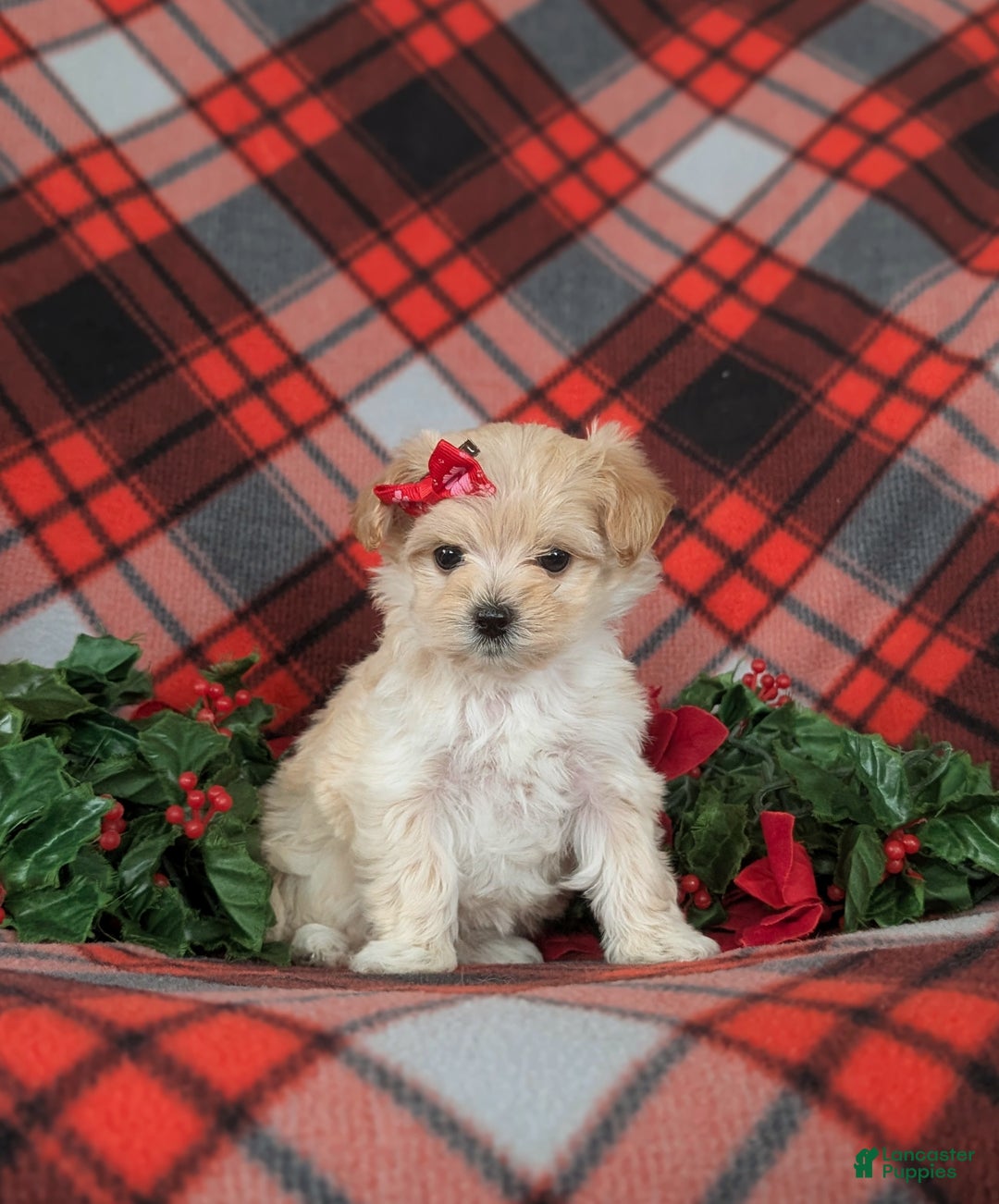Maltipoo dogs for sale: Chloe 7 lbs Full Grown - Ad 3