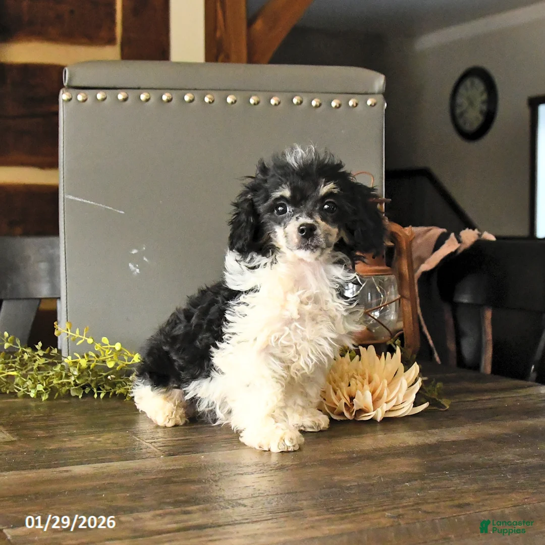 Shihpoo dogs for sale: Gus - Ad 3