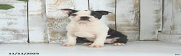 Boston Terrier dogs for sale: Naveen - Ad 2