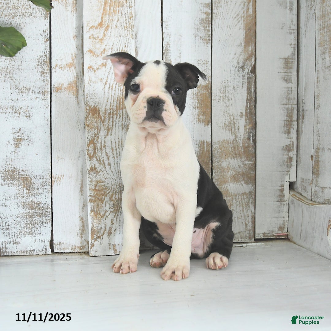 Boston Terrier dogs for sale: Naveen - Ad 2