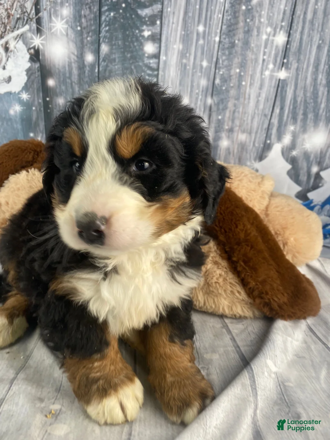 Bernese Mountain Dog dogs for sale: Sonny - Ad 9