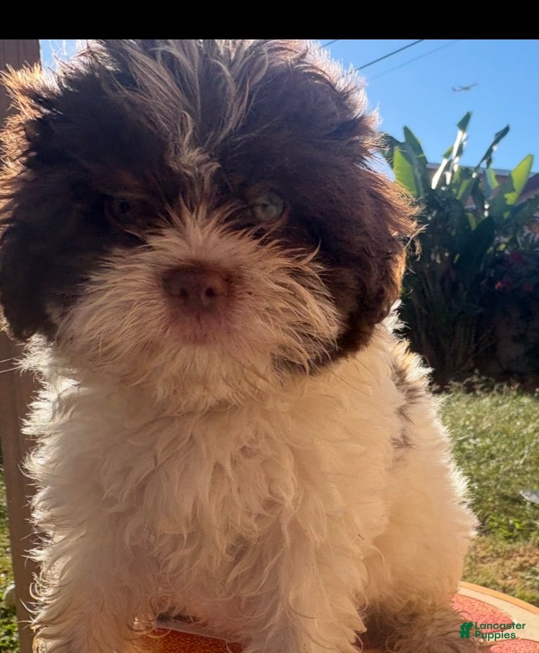 Shih Tzu dogs for sale: Eyes - Ad 21
