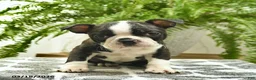 Boston Terrier dogs for sale: Cooper - Ad 3
