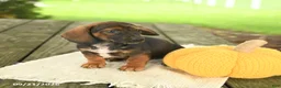 Miniature Dachshund dogs for sale: Andy - Ad 4