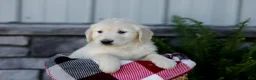 Golden Retriever dogs for sale: Baxter - Ad 6