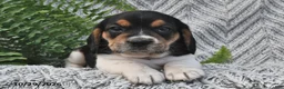 Mixed Breed dogs for sale: Lucky  - Ad 3