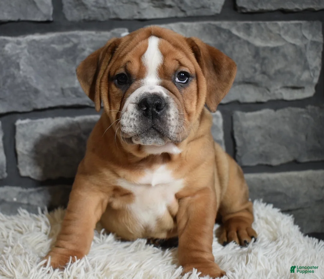 Beabull dogs for sale: Turbo  - Ad 4