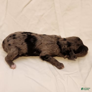 Mini Aussiedoodle dogs for sale: Pixie_Female Blue Merle Mini-Aussiedoodle - Ad 7