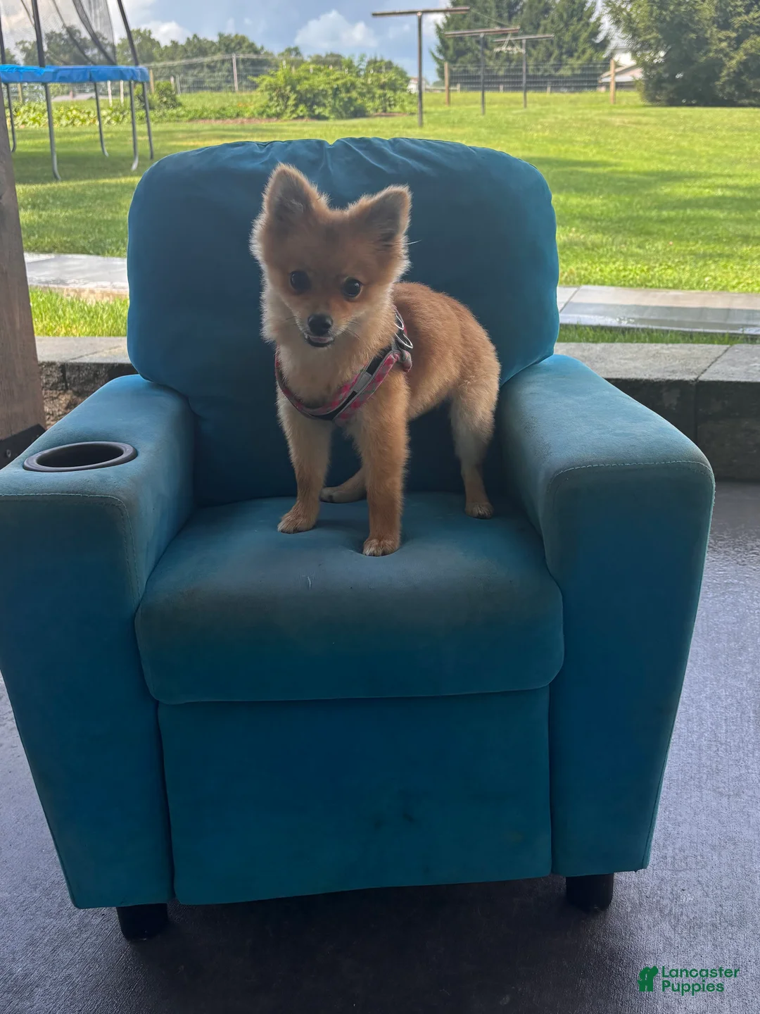 Pomeranian dogs for sale: Trixie - Ad 2