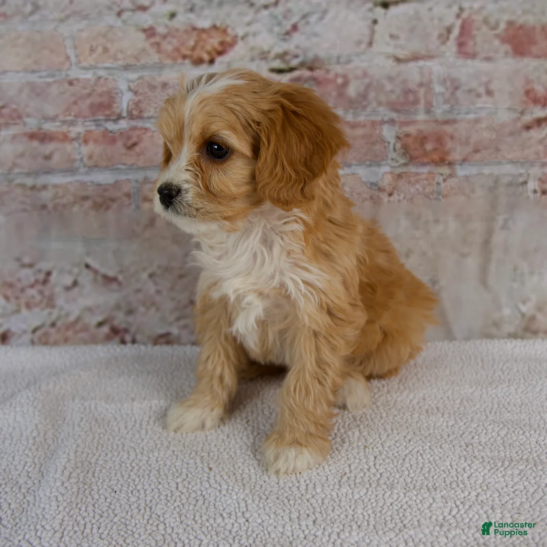 Cavapoo dogs for sale: Hugo - Ad 5