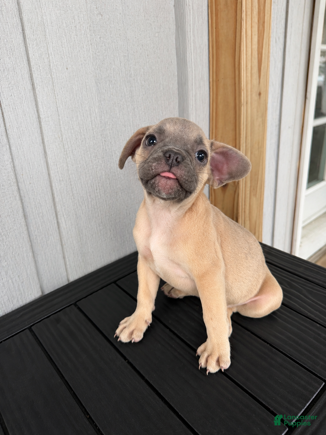 French Bulldog dogs Shadow  - Ad 18