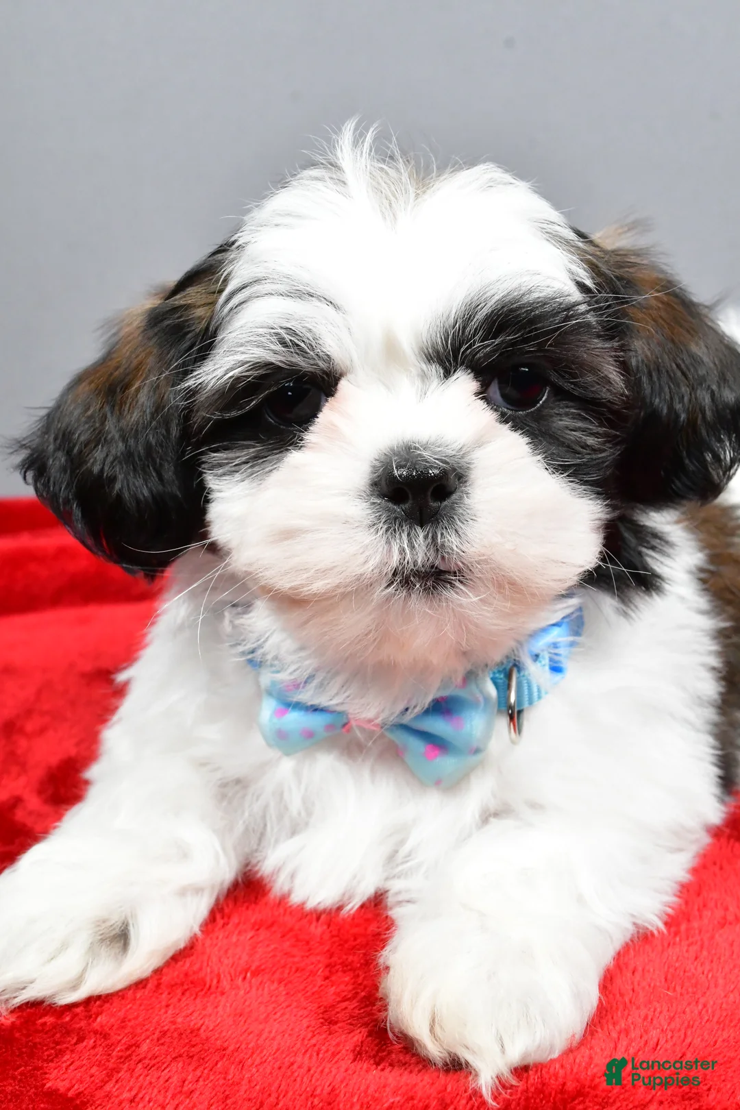 Shih Tzu dogs for sale: Anderson - Ad 3