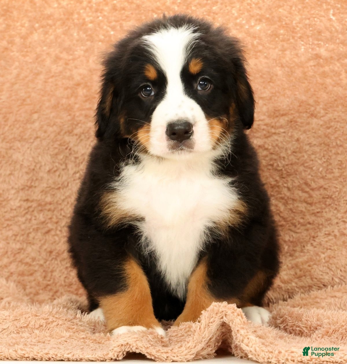 Bernese Mountain Dog dogs Buddy - Ad 1