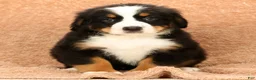 Bernese Mountain Dog dogs for sale: Buddy - Ad 1