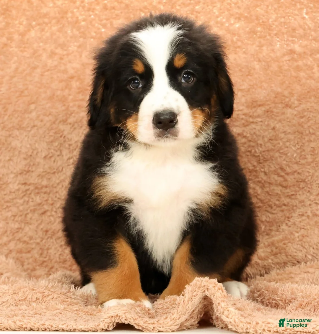 Bernese Mountain Dog dogs for sale: Buddy - Ad 1