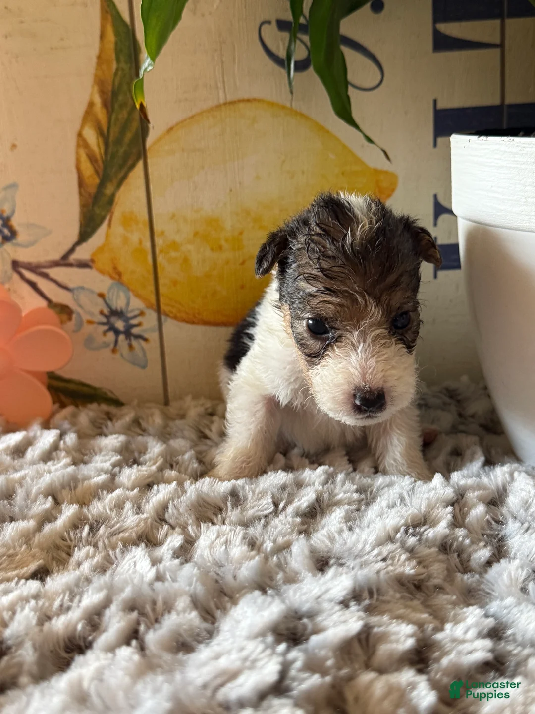 Wire Fox Terrier dogs for sale: Gazelle - Ad 1