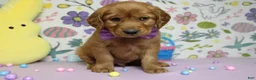Golden Retriever dogs for sale: Chance - Ad 3