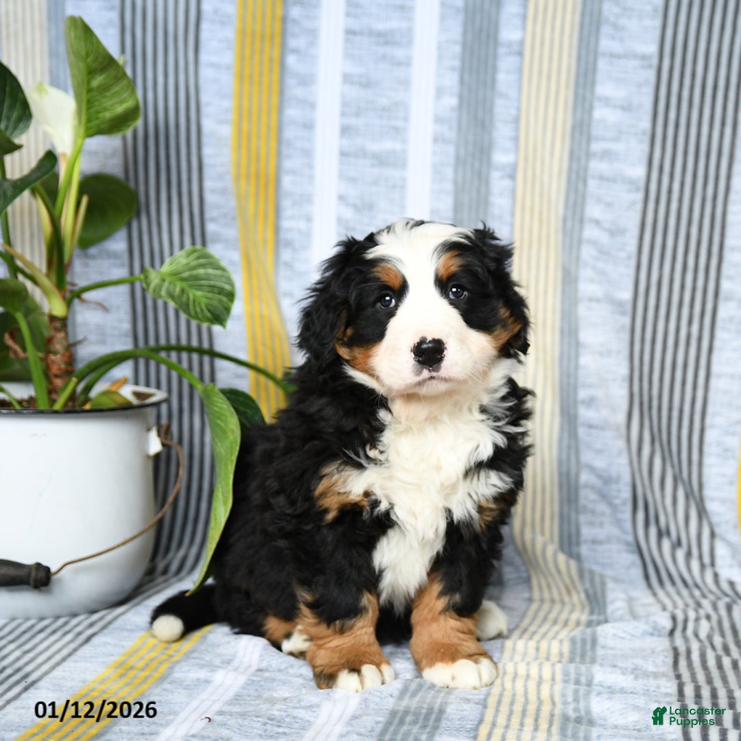 Bernese Mountain Dog dogs for sale: Bruno - Ad 3