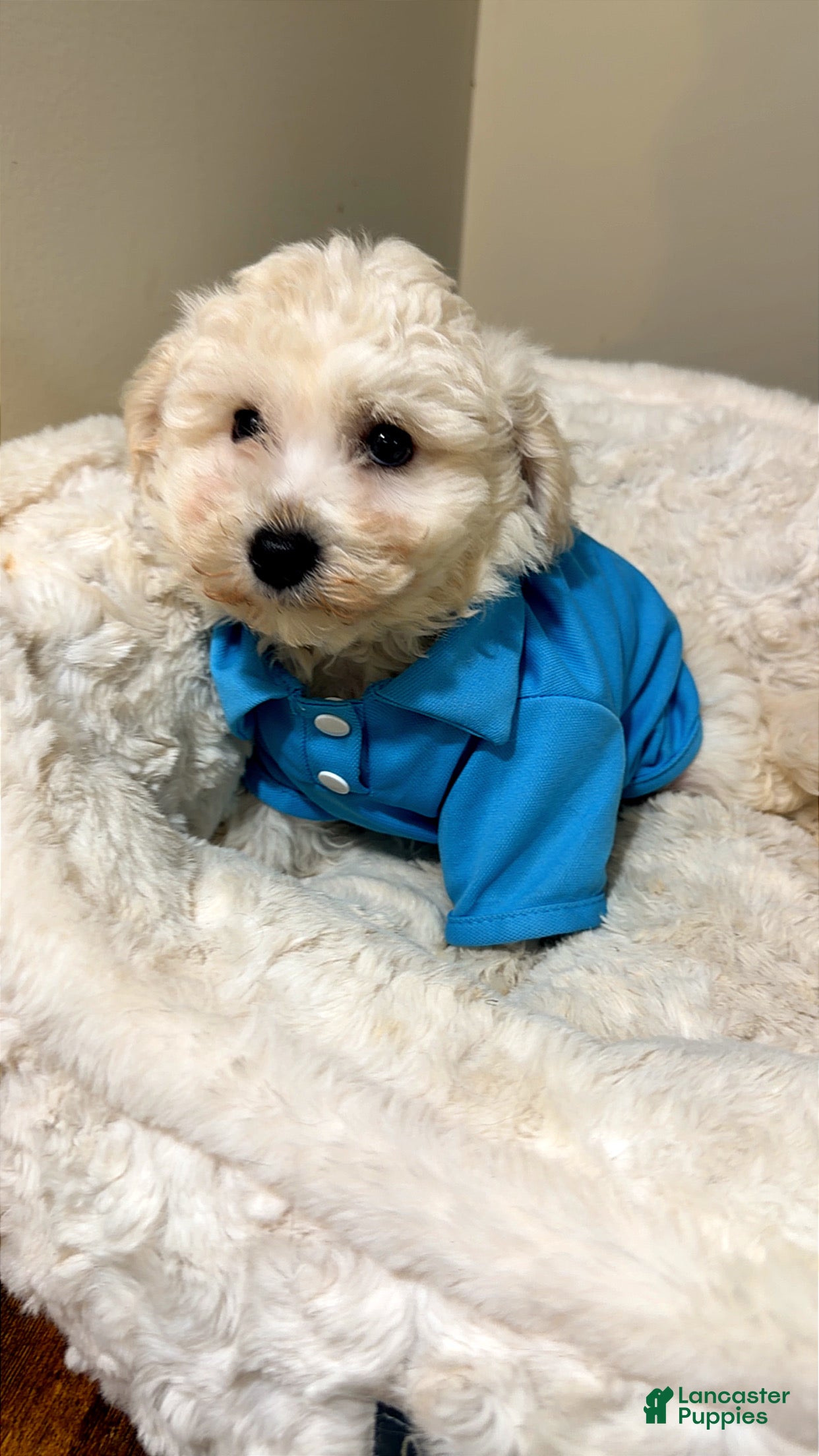 Maltipoo dogs Ziggy  - Ad 2