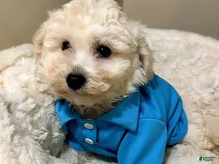 Maltipoo dogs Ziggy - Ad 2