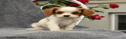 Cavalier King Charles Spaniel dogs for sale: Selena - Ad 4
