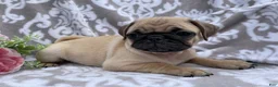 Pug dogs for sale: Roger - Ad 4