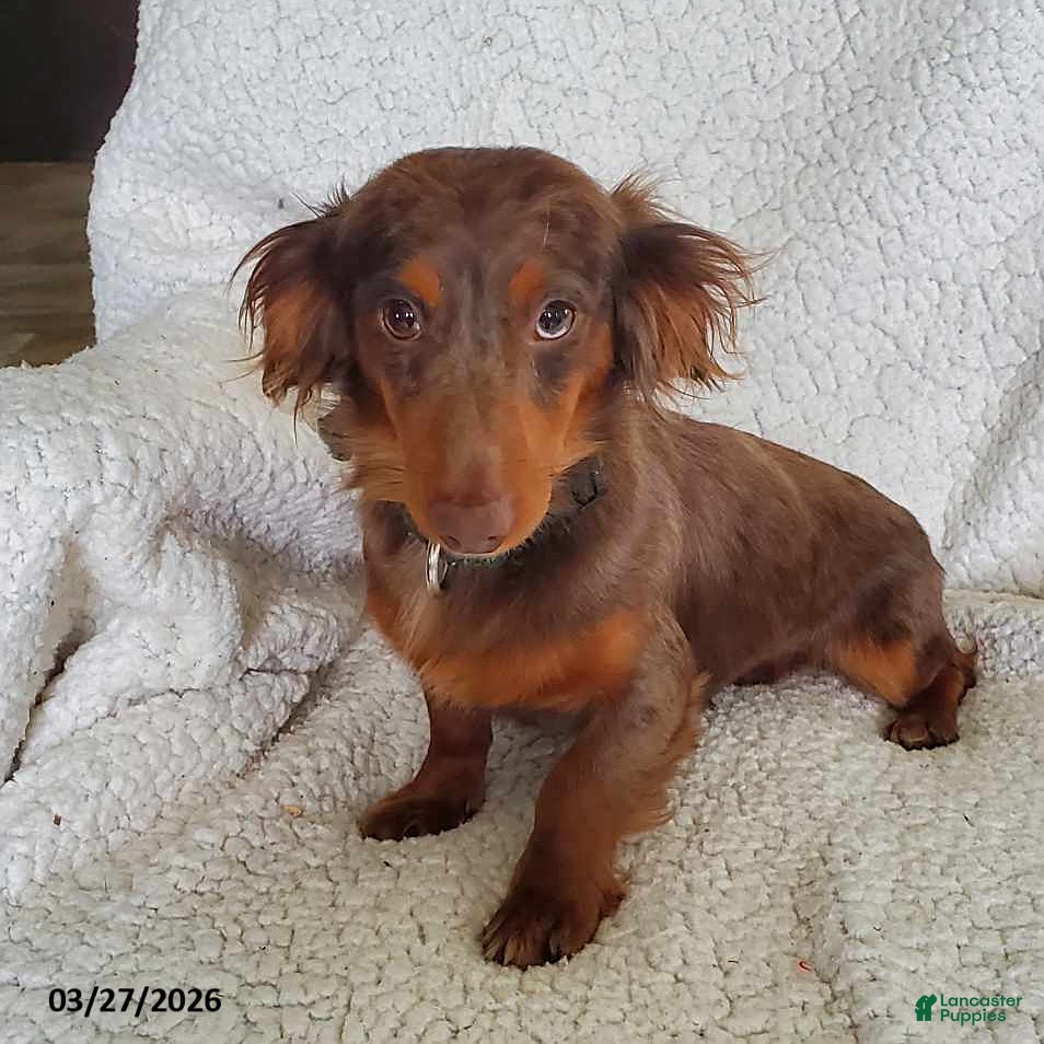 Miniature Dachshund dogs Ryan - Ad 1