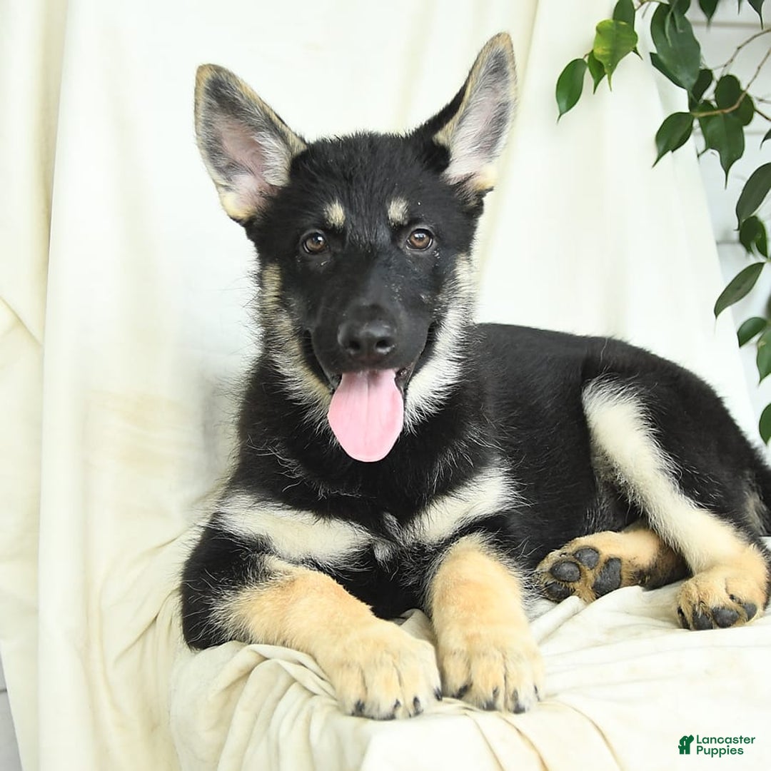 Gerberian Shepsky dogs for sale: Muffin - Ad 2