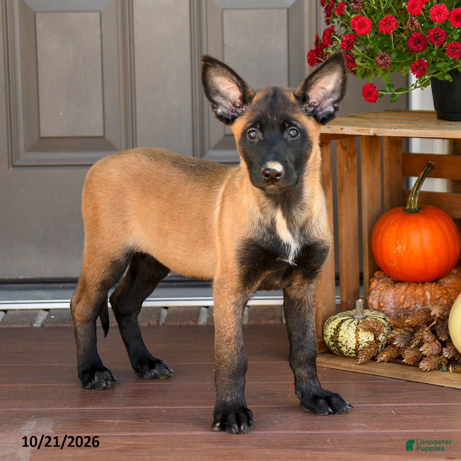 Belgian Malinois dogs for sale: Athena - Ad 2