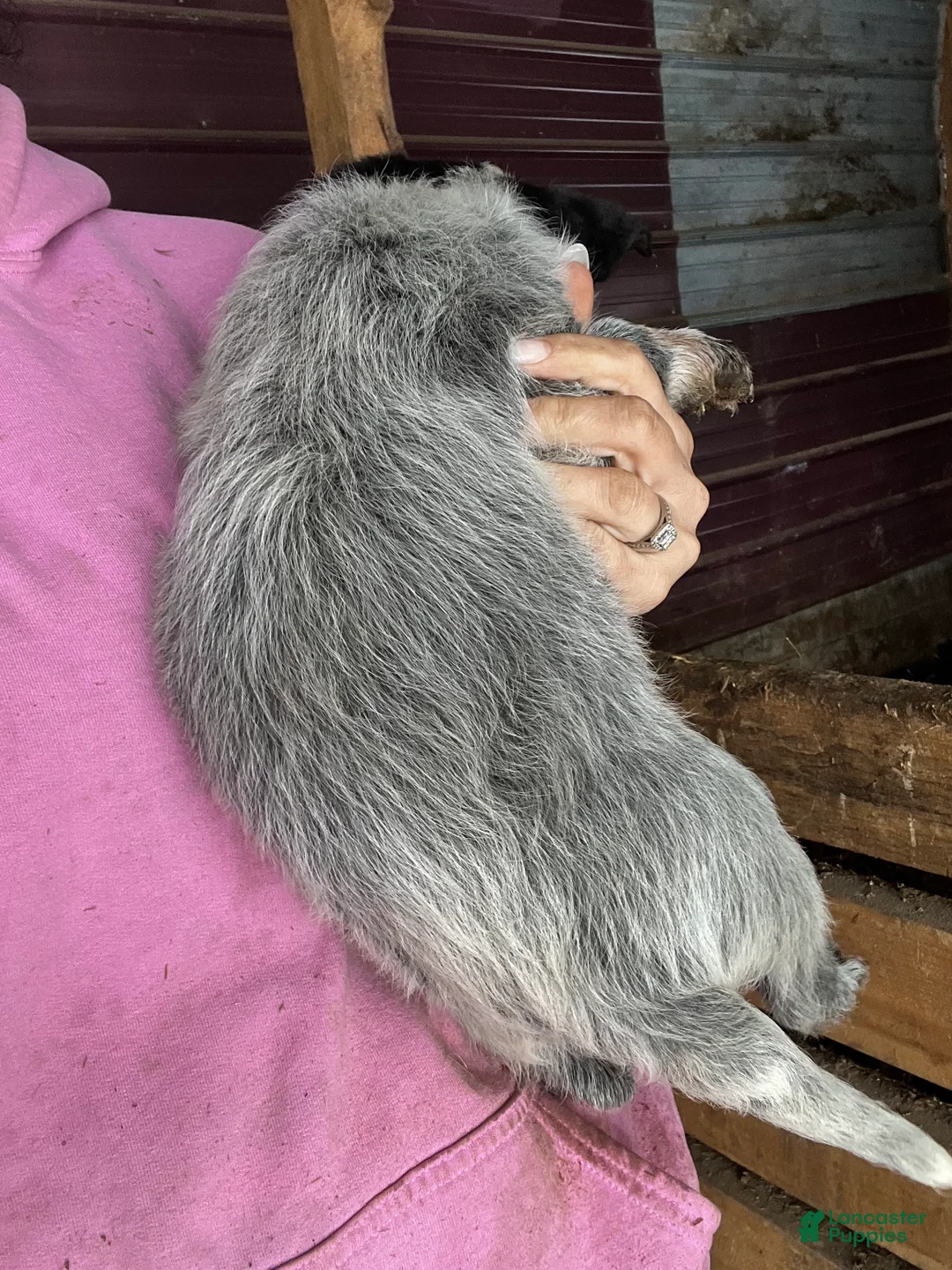 Australian Cattle Dog dogs for sale: Tito - Ad 2