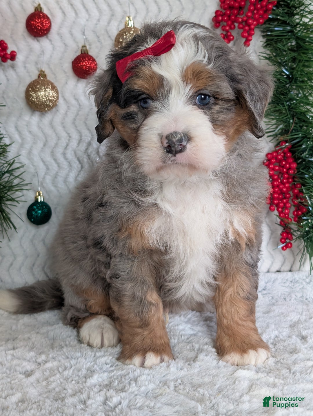 Mini Bernedoodle dogs for sale: Mini Hayes - Ad 3