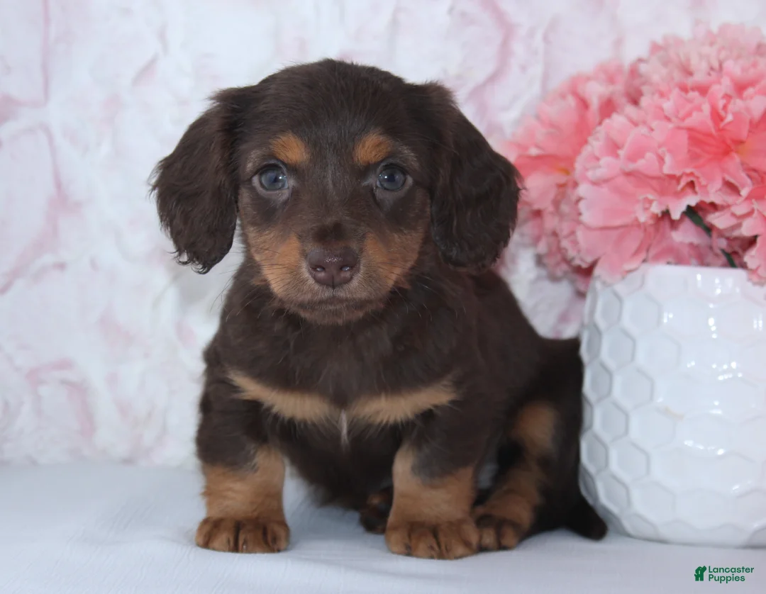 Miniature Dachshund dogs for sale: Beth - Ad 4