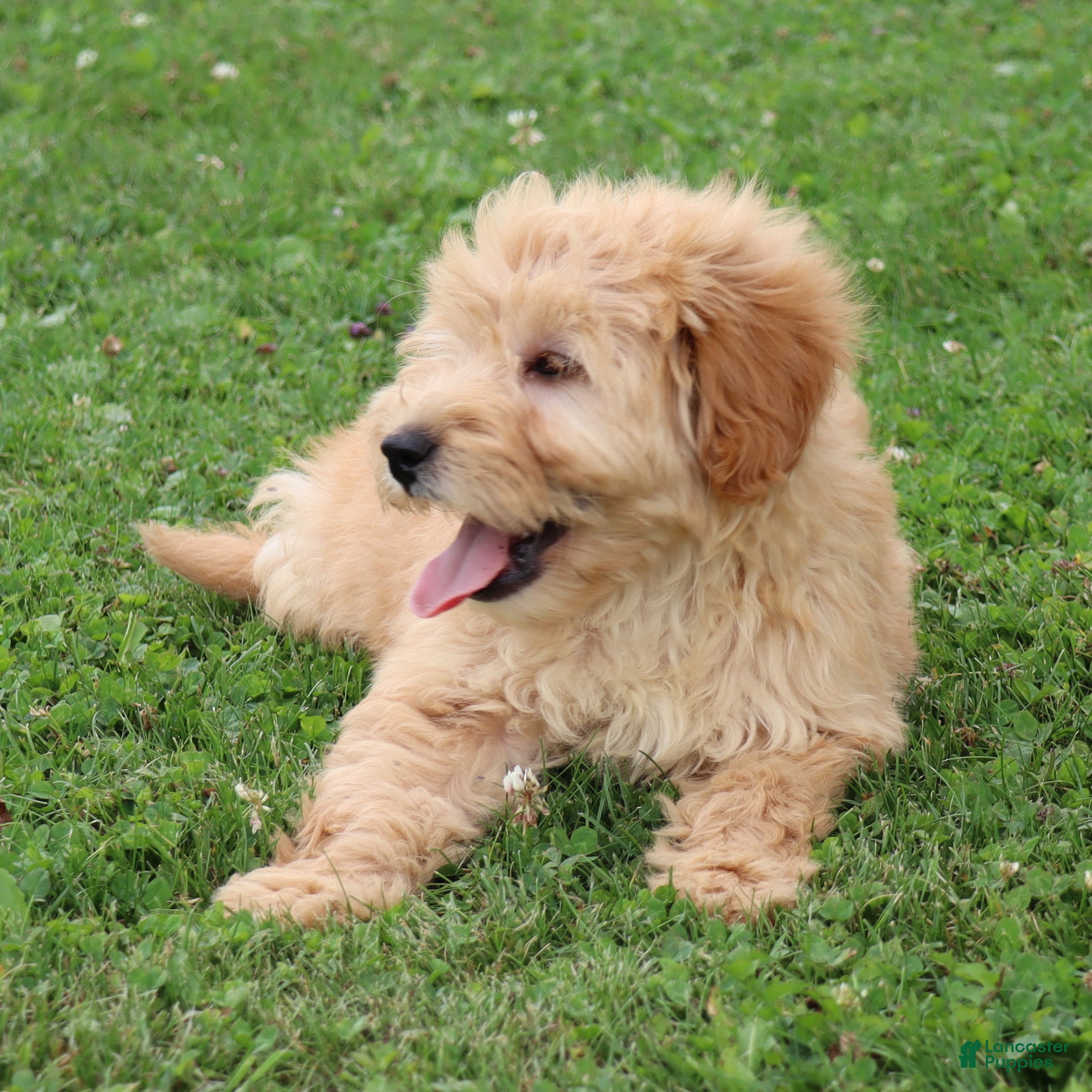 Mini Goldendoodle dogs Fritzy - Ad 1