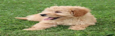 Fritzy