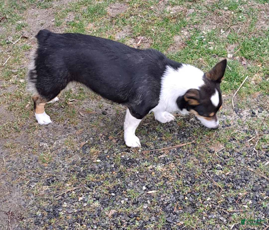 Welsh Corgi Pembroke dogs for sale: Salvador Dali - Ad 5