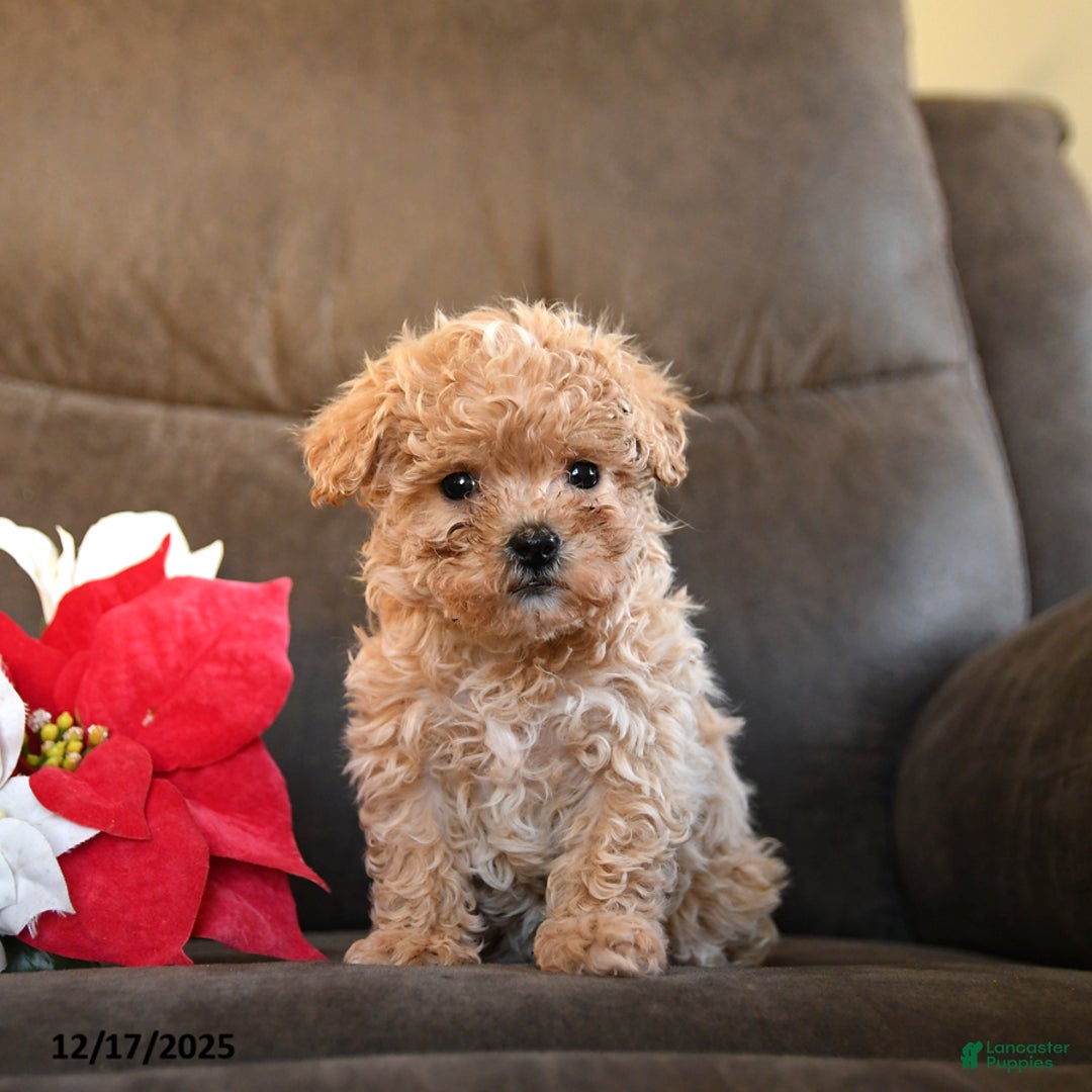 Teddy Bear dogs for sale: Lollipop - Ad 5