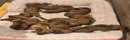 Rhodesian Ridgeback dogs for sale: Rhodesian Ridgeback Puppy 4 - Ad 10