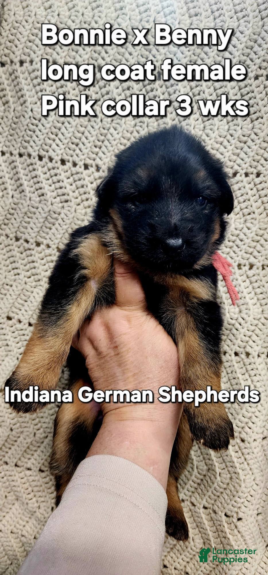 German Shepherd dogs German Shepherd Puppy pink collar - Ad 33