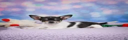 Chihuahua dogs for sale: OTIS - Ad 10