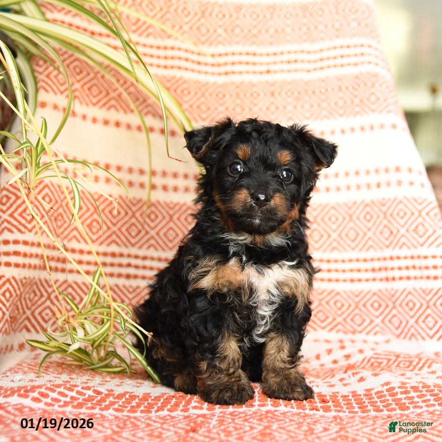 Yorkiepoo dogs Ripple - Ad 12