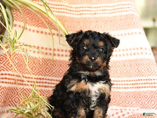 Yorkiepoo dogs Ripple - Ad 22